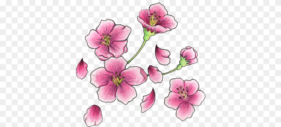 Right Shoulder Cherry Blosoom Flowers Tattoo Cherry Blossom Flower Tattoo, Anther, Geranium, Petal, Plant Free Transparent Png