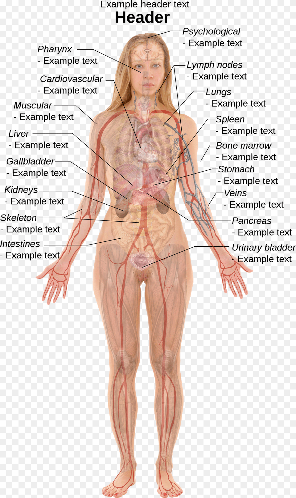 Right Side Female Anatomy Organs, Adult, Person, Woman, Face Free Transparent Png