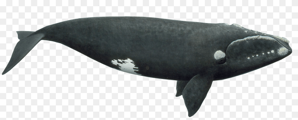 Right Whale, Animal, Fish, Mammal, Sea Life Png Image