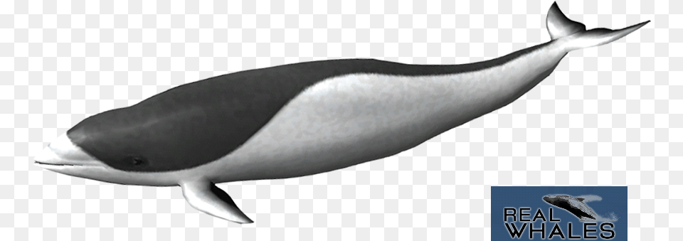 Right Whale Dolphin, Animal, Fish, Sea Life, Shark Free Png Download