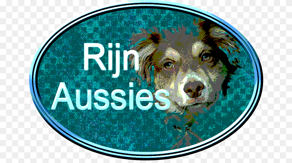 Rijn Aussie Dog Png Image