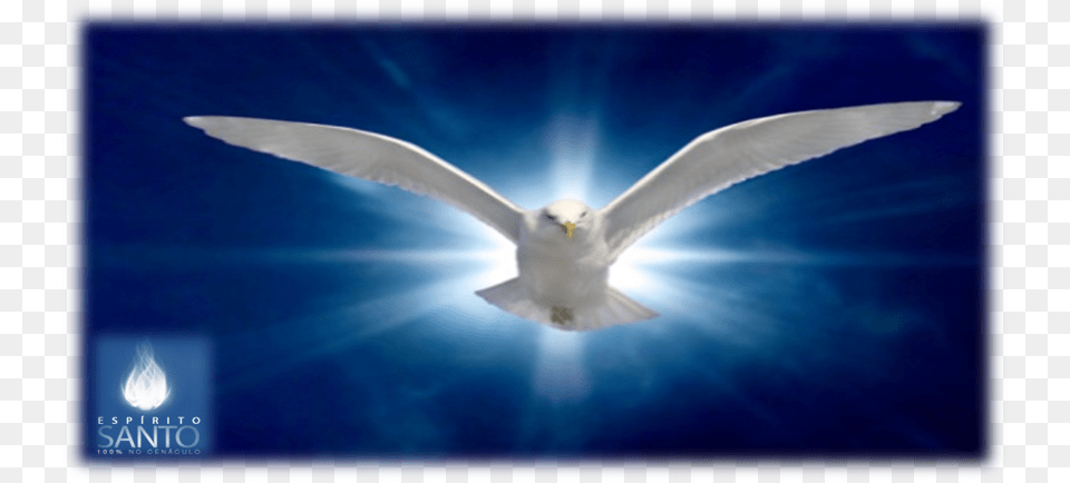 Ring Billed Gull, Animal, Bird, Flying, Seagull Free Png Download