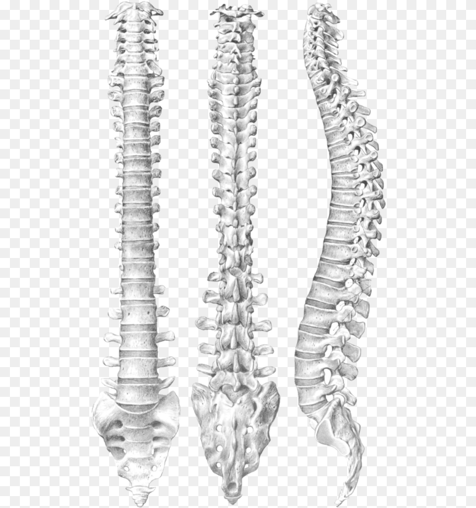 Ring Dinger Spine, Ct Scan, Plant, Mace Club, Weapon Free Transparent Png