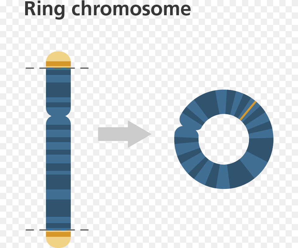 Ring Kromozom Free Png
