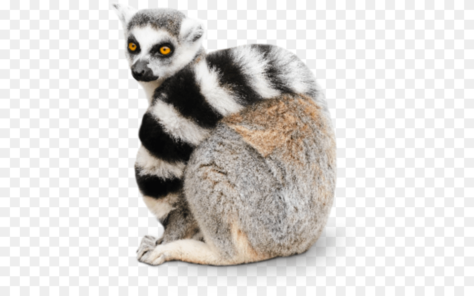 Ring Tailed Lemur, Animal, Mammal, Wildlife, Monkey Free Png Download