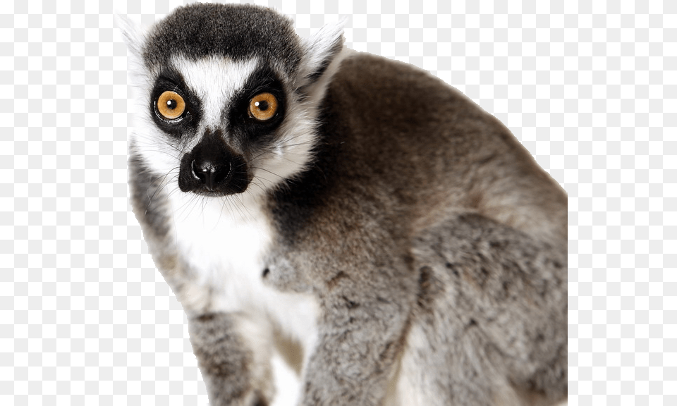 Ring Tailed Lemur, Animal, Mammal, Wildlife, Bear Free Transparent Png