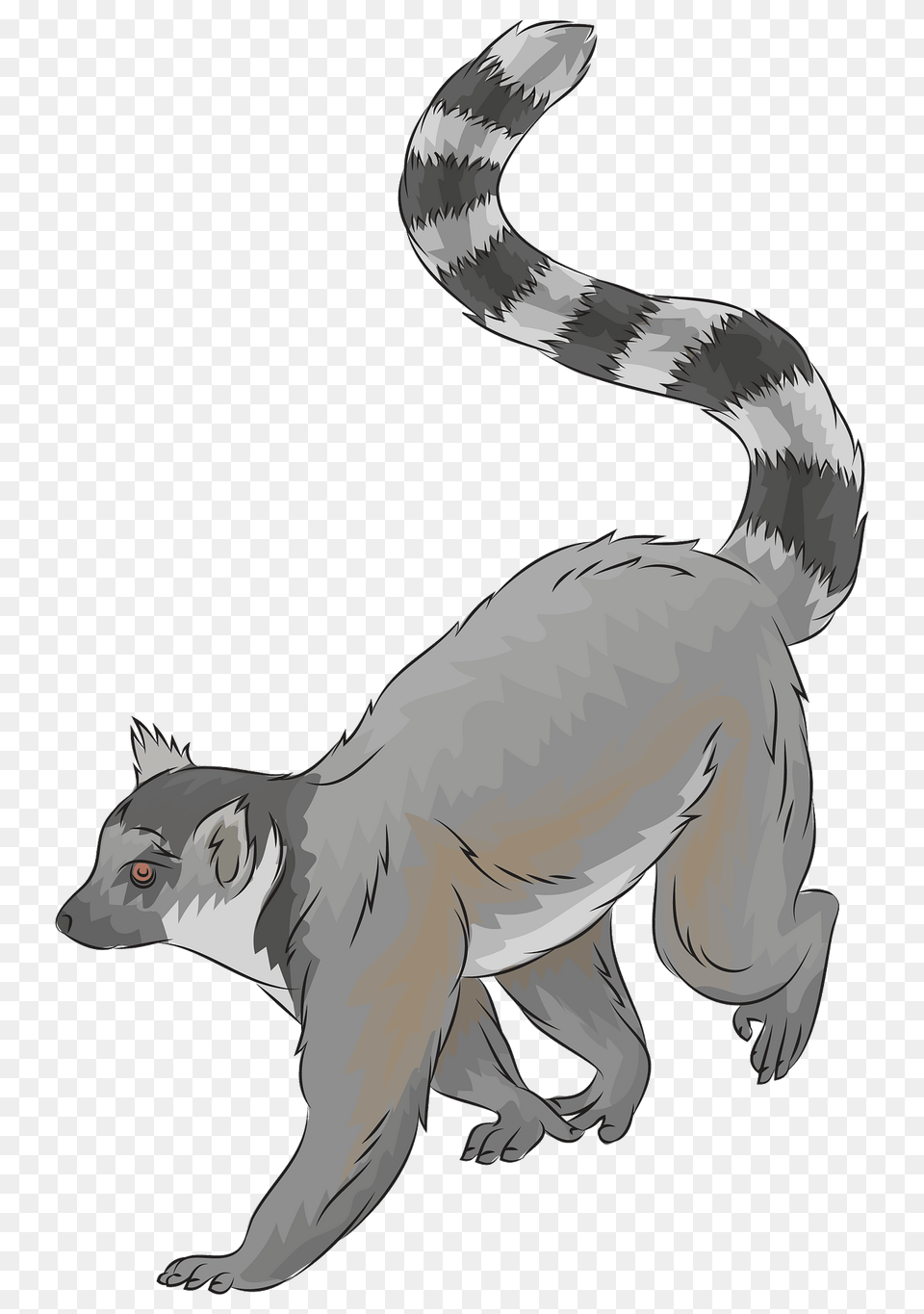 Ring Tailed Lemur Clipart, Animal, Wildlife, Mammal, Canine Png Image