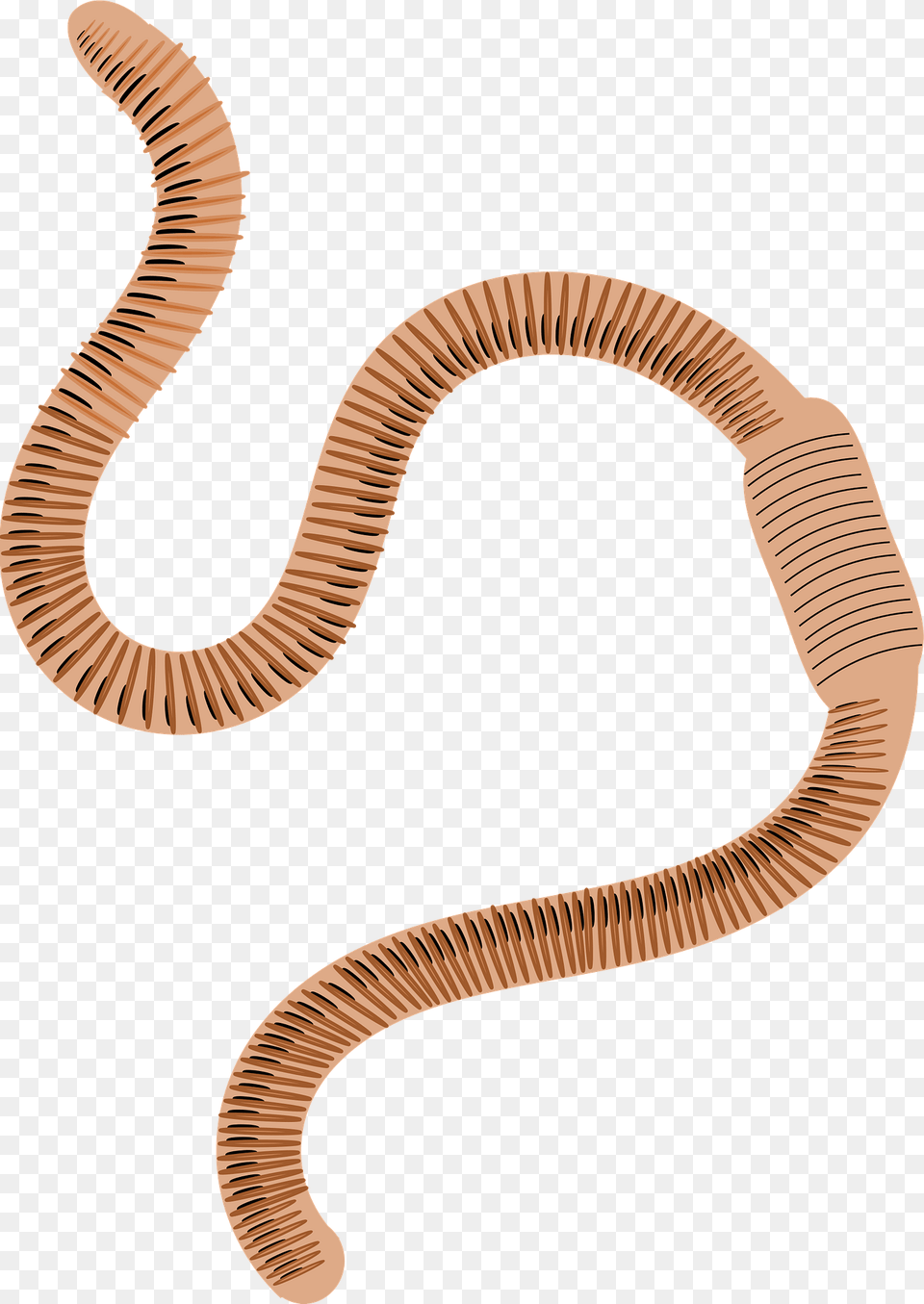 Ringed Earthworm Clipart, Animal, Invertebrate, Smoke Pipe, Worm Free Png