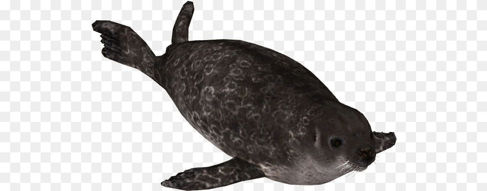 Ringed Seal Stuffed Toy, Animal, Mammal, Sea Life, Fish Free Png