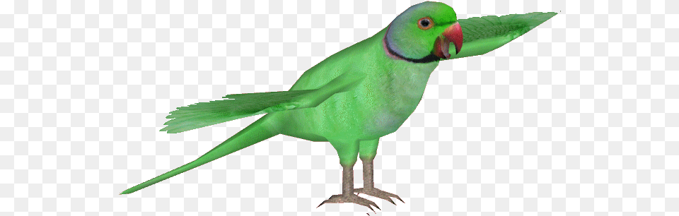 Ringnecked Parakeet Lovebird, Animal, Bird, Parrot Free Png