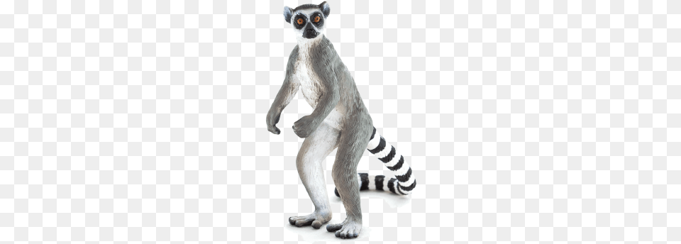 Ringtail Lemur Animal Planet Ring Tailed Lemur, Bear, Mammal, Wildlife Free Png