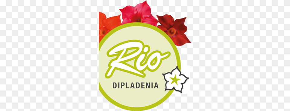 Rio Dipladenia My Favourite Rose, Flower, Petal, Plant, Hibiscus Png Image
