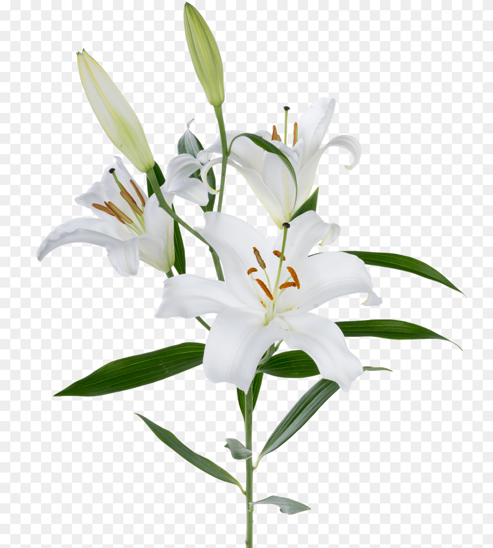 Rio Lilies Lily Flower, Plant, Anther Free Transparent Png