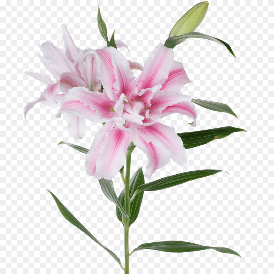 Rio Lilies Rio Roses, Flower, Plant, Lily Free Png Download