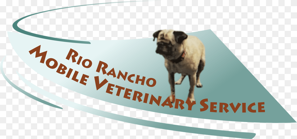 Rio Rancho Mobile Vet Rio Rancho, Animal, Canine, Dog, Mammal Png