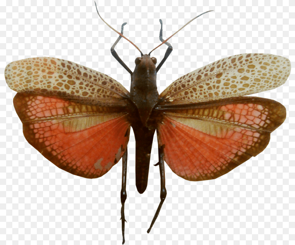Riodinidae, Animal, Insect, Invertebrate, Butterfly Free Png Download
