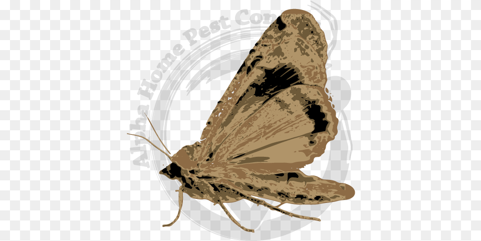 Riodinidae, Animal, Butterfly, Insect, Invertebrate Png Image
