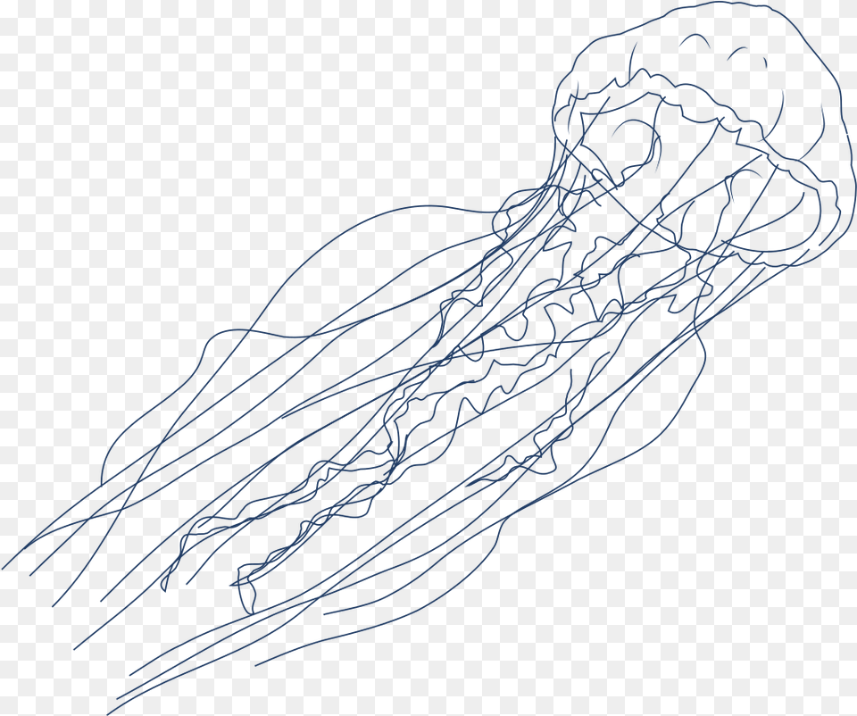 Rip Current Sketch, Animal, Sea Life, Invertebrate, Jellyfish Png