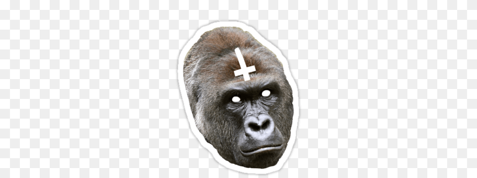 Rip Harambe Sticker, Animal, Ape, Mammal, Wildlife Png Image