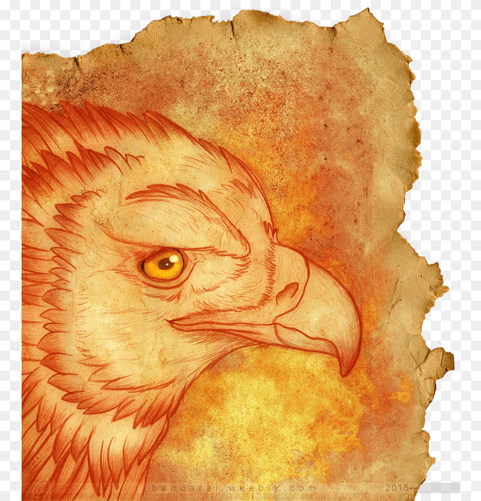 Rise From The Ashes Old Paper, Animal, Beak, Bird, Baby Free Transparent Png