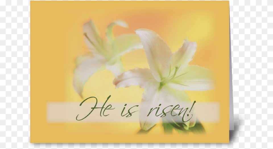 Risen Easter Lilies Greeting Card Lily, Flower, Plant, Anther, Petal Png