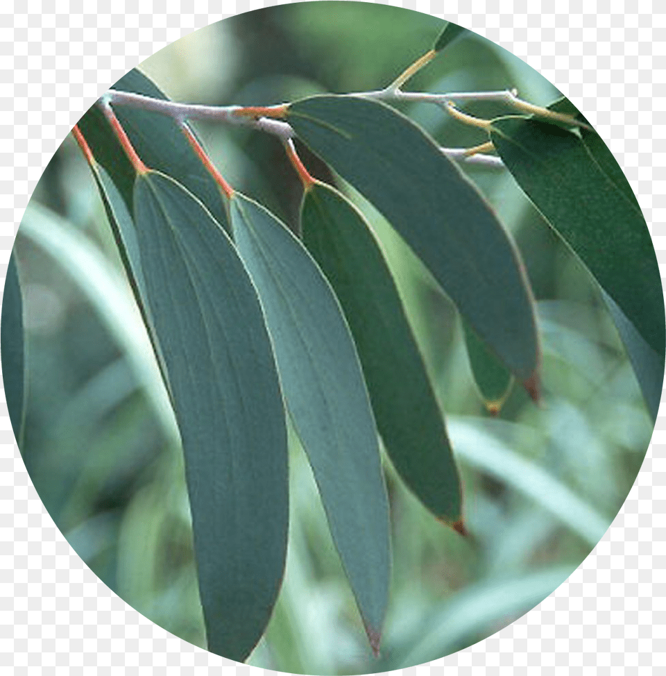Rising Demand For Eucalyptus Oil Eucalyptus Tree Leaf, Photography, Plant, Vegetation Free Png Download