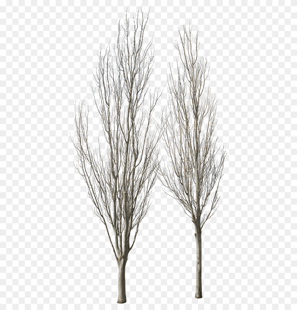 River Birch, Plant, Tree, Art, Painting Free Png