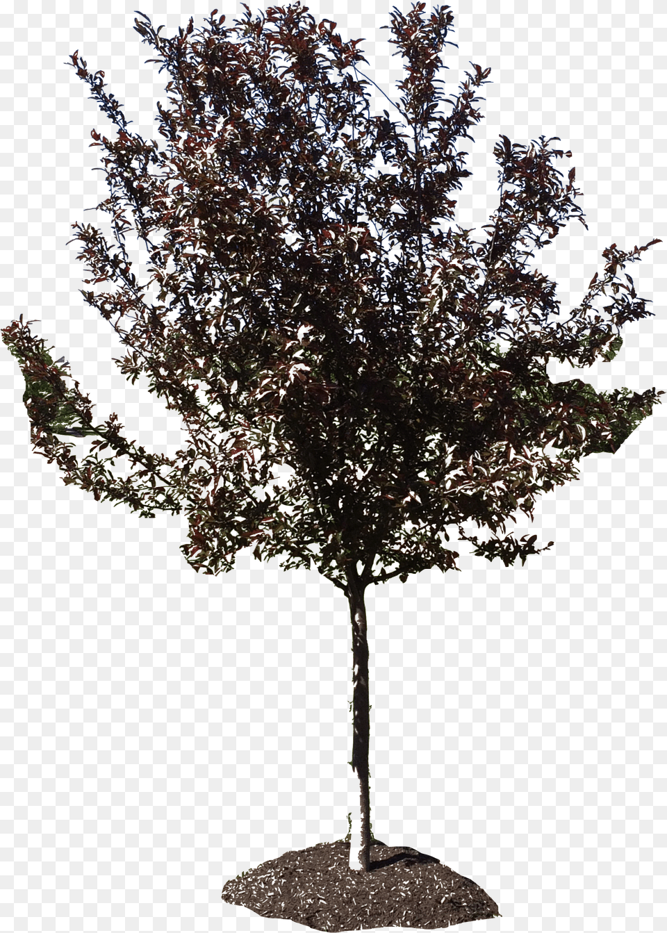 River Birch Png