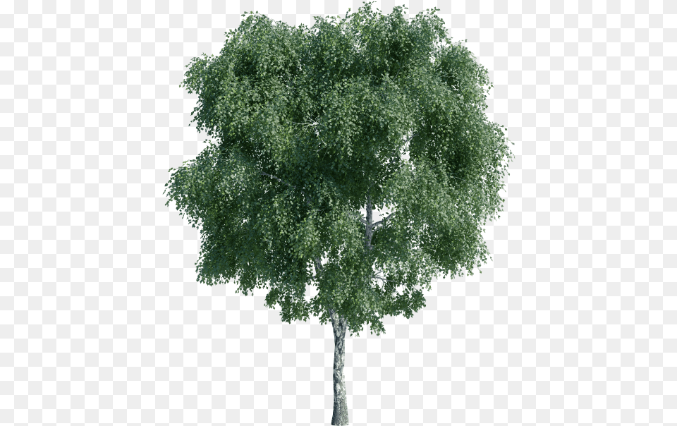 River Birch, Oak, Plant, Sycamore, Tree Free Transparent Png