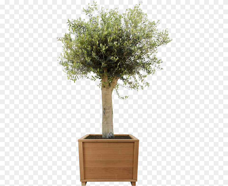 River Birch, Plant, Potted Plant, Tree, Jar Png Image