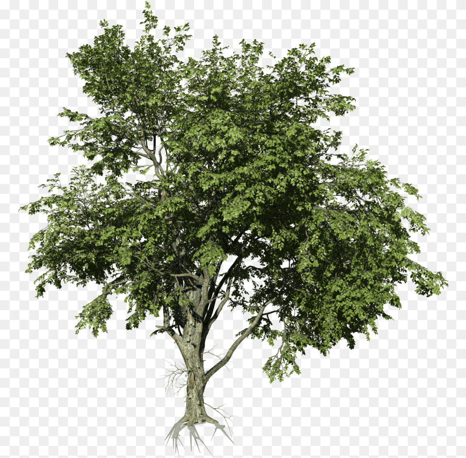 River Birch, Oak, Plant, Sycamore, Tree Free Transparent Png