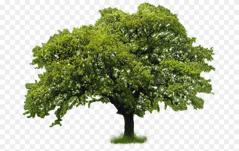 River Birch Go Green Tree, Oak, Plant, Sycamore, Vegetation Free Png Download