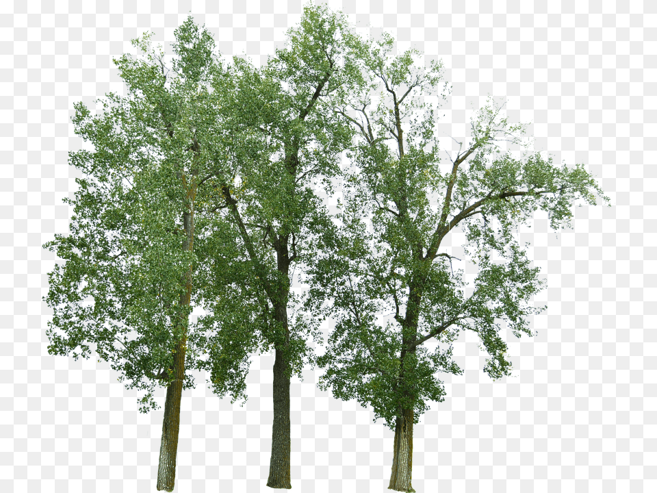 River Birch Pond Pine, Oak, Plant, Sycamore, Tree Free Png