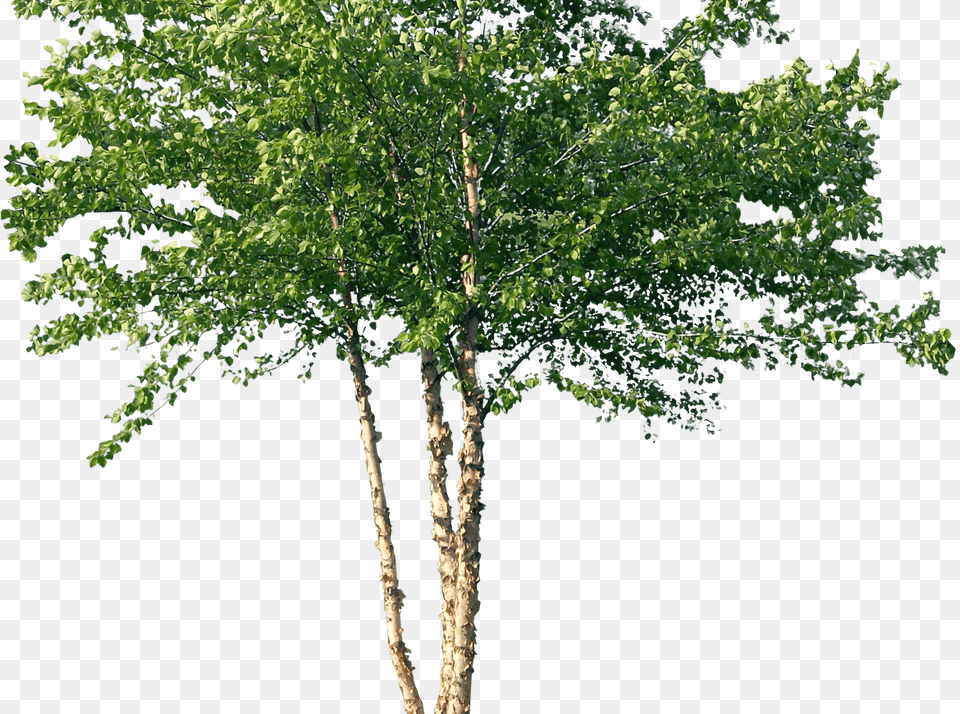 River Birch Tree, Plant, Oak, Sycamore Free Png Download