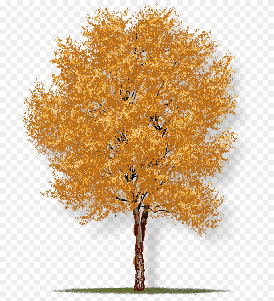 River Birch Tree Houston, Maple, Plant Free Png Download