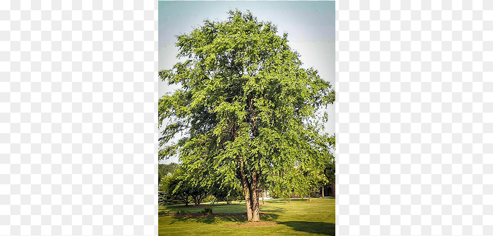 River Birch Tree Seeds 125 Seeds Upc, Plant, Oak, Sycamore, Conifer Free Png