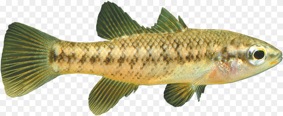 River Fish Clip Download, Animal, Sea Life, Perch Free Transparent Png