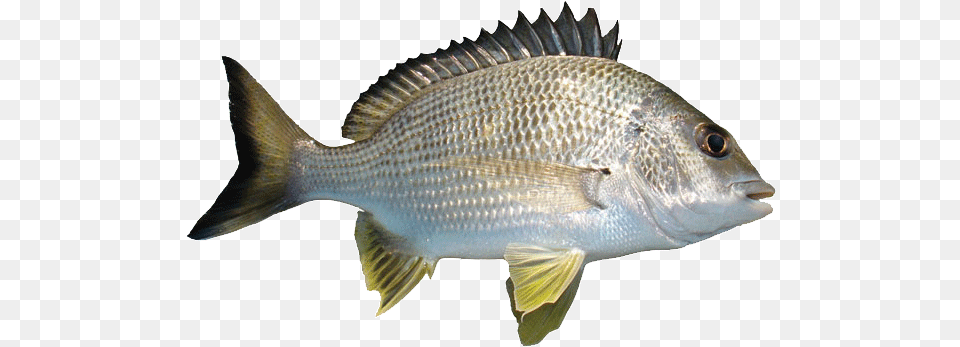 River Fish Types Of Fish, Animal, Sea Life, Perch Png Image