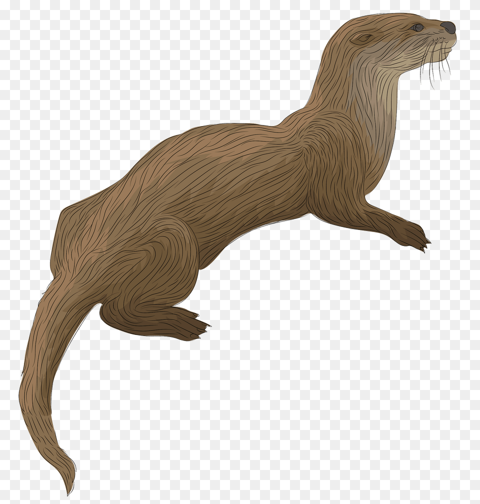 River Otter Clipart, Animal, Mammal, Wildlife, Kangaroo Free Png Download