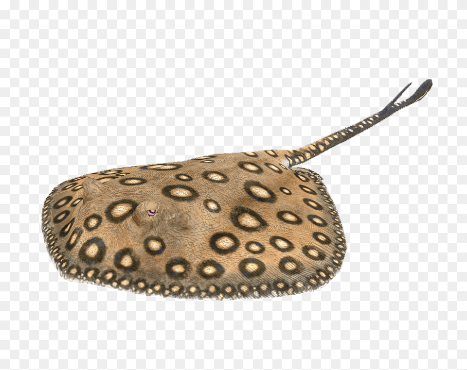 River Stingray, Animal, Fish, Sea Life Free Transparent Png