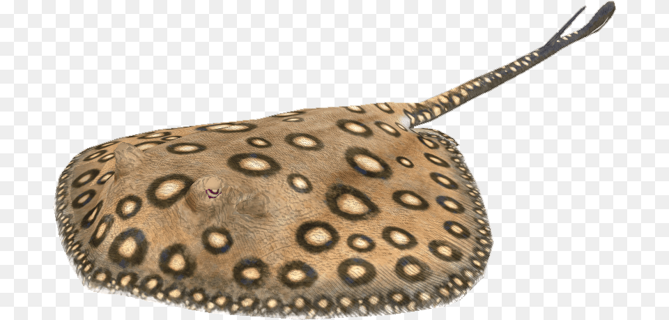 River Stingray Stingray, Animal, Fish, Sea Life, Manta Ray Png