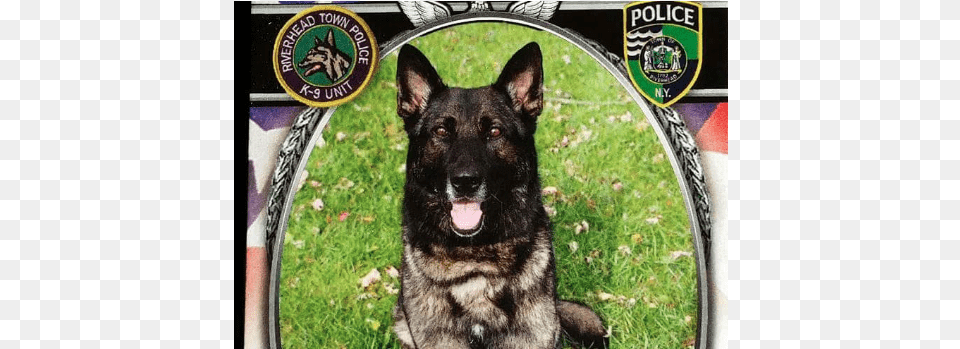 Riverhead Police Purchasing New K 9 To Replace Vaki Riverhead Police Department K9 Rocky, Animal, Canine, Dog, Mammal Free Png