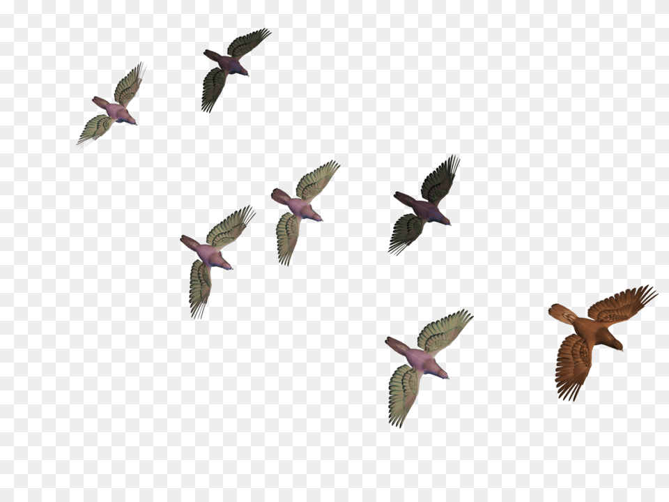 Rj Edits Flying Birds, Accipiter, Animal, Bird Png