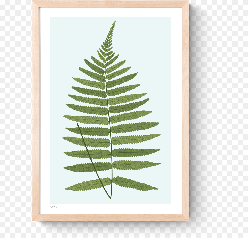 Rkr Fern I Art Print Frame Natural Portable Network Graphics, Plant, Leaf Png