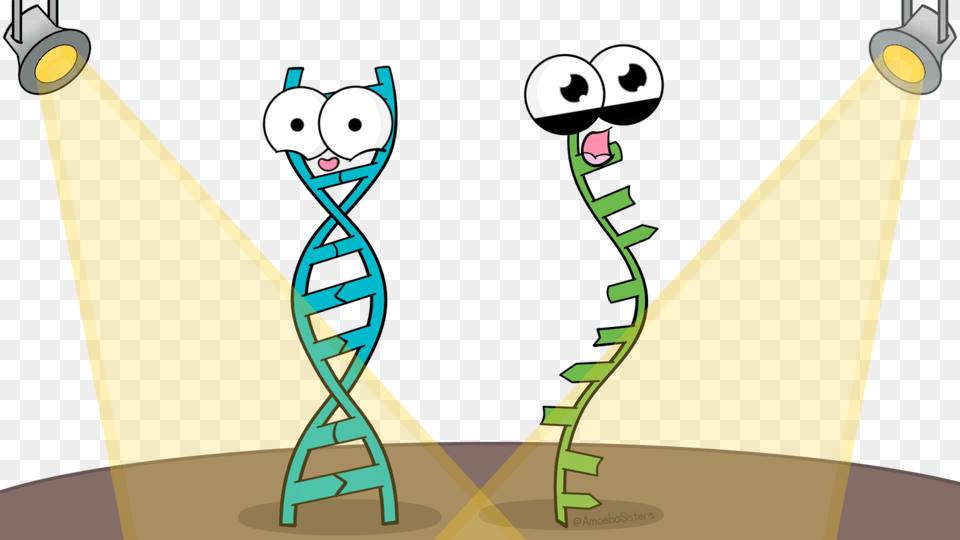 Rna And Dna Cartoon, Clothing, Hat, Lighting Free Transparent Png