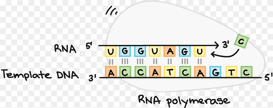 Rna Polymerase Synthesizes An Rna Strand Complementary Graphic Design, Text Free Transparent Png