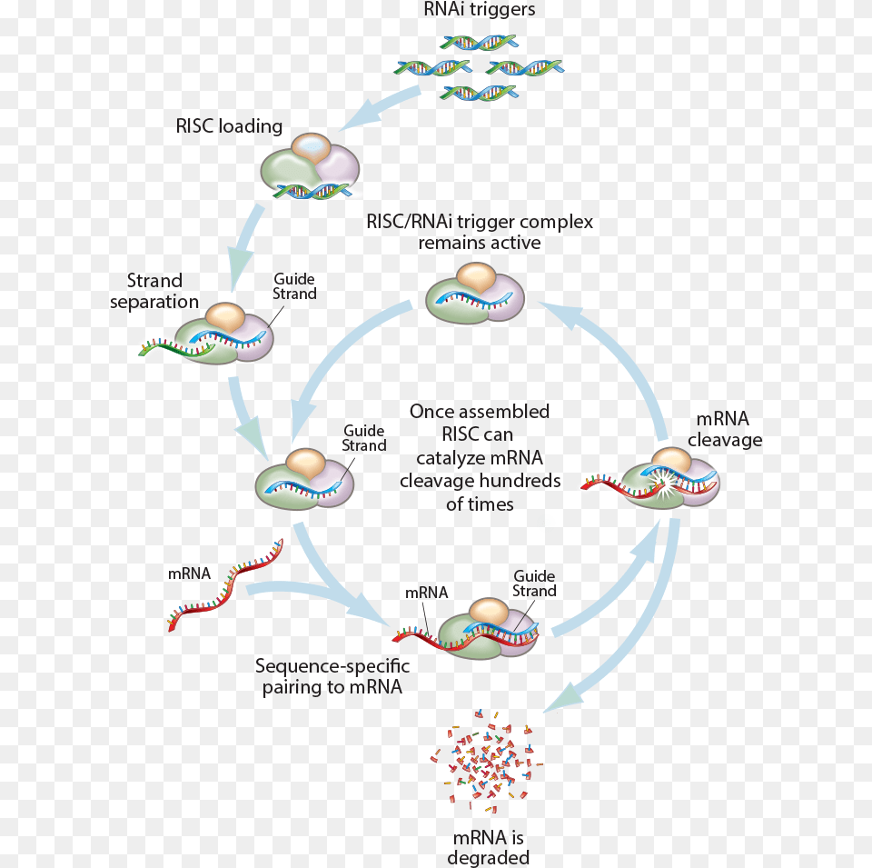 Rnai Triggers Sirna Arrowhead, Accessories Free Png