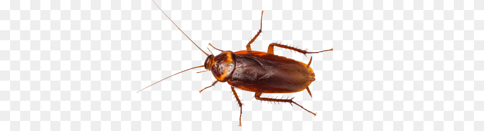 Roach, Animal, Cockroach, Insect, Invertebrate Free Transparent Png