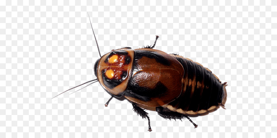Roach, Animal, Insect, Invertebrate, Cockroach Free Transparent Png