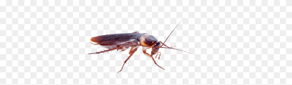 Roach, Animal, Insect, Invertebrate, Cockroach Free Png